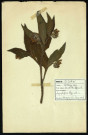 Symphytum officinale (Consoude officinale), famille des Borraginacées, plante prélevée à Dromesnil, 20 juin 1938