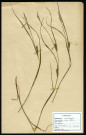 Carex Hirta, famille des Cyperacées, plante prélevée à Sorrus (Pas-de-Calais), zone de récolte non précisée, en juin 1969