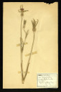 Lychnis githago lam. (Lychnis mielle), famille des Caryophyllacées, plante prélevée à Dromesnil, 27 mai 1938