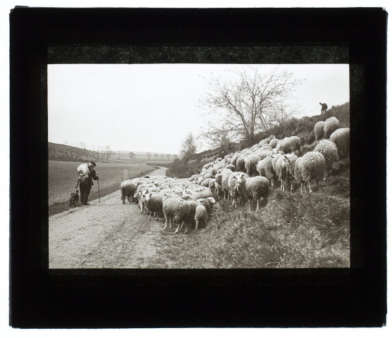 Troupeau de moutons à Cagny