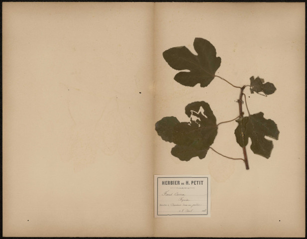 Ficus Caria - Figuier, plante prélevée à Amiens (Somme, France), dans un jardin, 8 août 1888