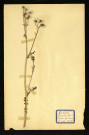 Semecia Jacobeat (Sémeçon Jacobée C), famille des Composées, plante prélevée à Dromesnil (Chemin), 9 juin 1938