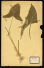 Arum maculatum l (Arum tacheté), famille des Aroïdées, plante prélevée à Dromesnil (Haie), 4 juin 1938