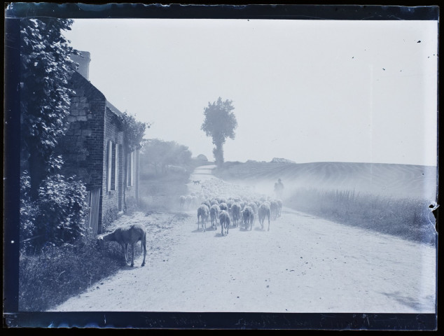 Route à Argoeuves près de la mare - juillet 1905