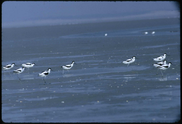 Avocettes