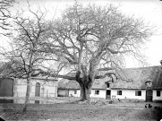 Une ferme, vue de la cour et son vieil arbre