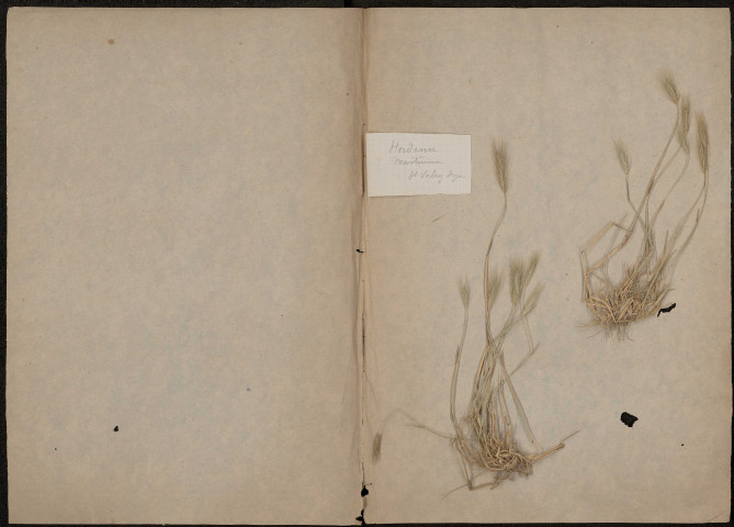 Hordeum Maritimum, plante prélevée à Saint-Valery-sur-Somme (Somme, France), n.c., [1889-1891]