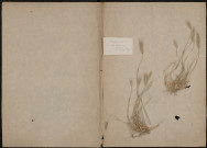 Hordeum Maritimum, plante prélevée à Saint-Valery-sur-Somme (Somme, France), n.c., [1889-1891]