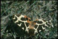 Papillon écaille marbré