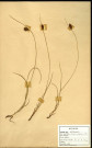 Scirpus Compressus Pers., famille des Cypéracées, plante prélevée à Grandvilliers (Oise, France), zone de récolte non précisée, en juin 1969