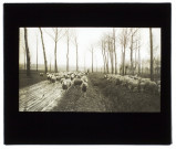 Troupeau de moutons près Camon - février 1905