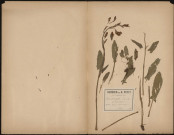Rumex Acetosella - Petite Oseille, plante prélevée à Longueau (Somme, France), dans une prairie humide, 18 juin 1889