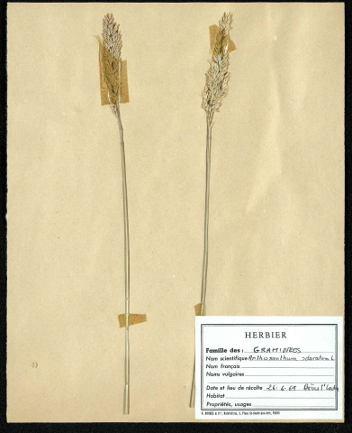 Arthoxanthum Odoratum, famille des Graminées, plante prélevée à Boves (Somme, France), à l'étang Saint-Ladre, en juin 1969