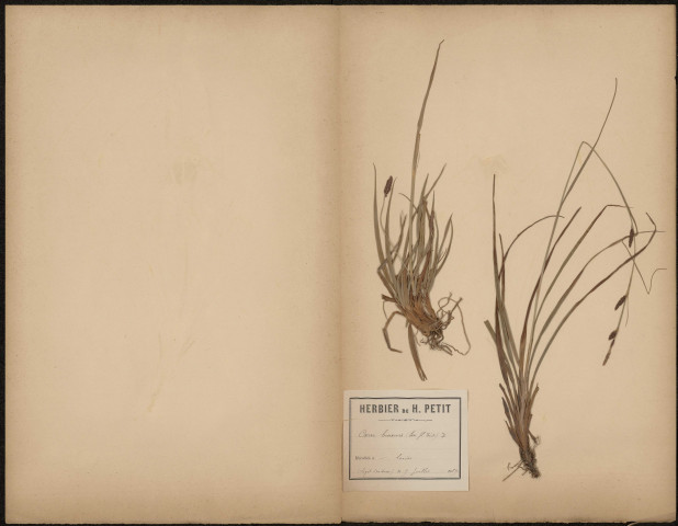 Carex Binervis (Legit Dacheux), plante prélevée à [Lieu inconnu], dans les landes, 9 juillet 1889