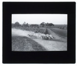 Troupeau de moutons à Talmas - 1906