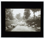 Moutons à Bourbel (Seine-Inférieure) - juin 1911