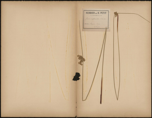 Juncus Conglomeratus, plante prélevée à Longueau (Somme, France), dans les marais, 28 juin 1889