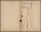 Juncus Conglomeratus, plante prélevée à Longueau (Somme, France), dans les marais, 28 juin 1889