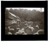 Moutons à Frettemeulle - août 1913