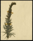 Hippuris vulgaris (presse vulgaire ou presse d'eau), famille des Hippuridacées, plante prélevée à Somme (département, France), zone de récolte non précisée, en 1969
