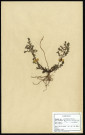 Hypericum Humifisum, famille des Hypericinées, plante prélevée à Cherré (Sarthe, France), zone de récolte non précisée, en avril 1969