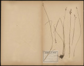 Juncus Gerardi, plante prélevée à Saint-Valery-sur-Somme (Somme, France), sur la digue, 16 juillet 1889