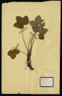 Fragaria vesca (Fraisier Comestible), famille des Rosacées, plante prélevée à Dromesnil (Bois), 6 juillet 1937