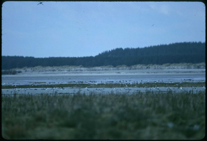 Baie, tadornes et divers