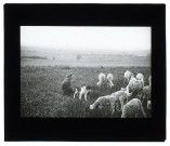 Moutons à Hébécourt (Somme) - 1908