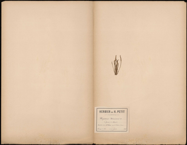 Myosorus minimus, Queue de souris, plante prélevée à Athies (Somme, France), à la lisère d'un champs de blé, 5 juin 1888