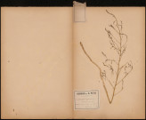 Asparagus Officinalis - asperge comestible, plante prélevée à Amiens (Somme, France), dans un jardin, 4 juillet 1888