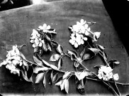 Composition florale : une branche de poirier en fleurs