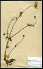 Scabiosa Columbaria, famille des Disparacées, plante prélevée à Cottenchy (Somme, France), au Paraclet, en juin 1969