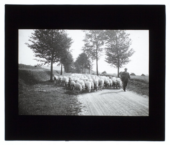 Troupeau de moutons - septembre 1910