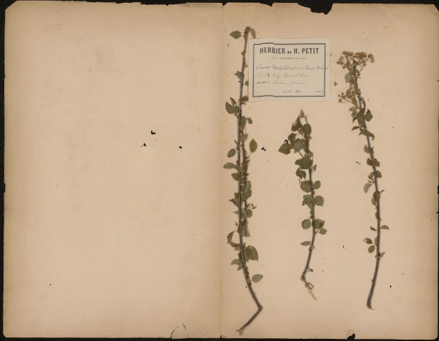 Cerasus Mahaleb (Mill Dict) Prunus Mahaleb (L.Sp.) Vulg. Bois de Sainte Lucie, plante prélevée à Saveuse (Somme, France), dans la garenne, 12 mai 1889