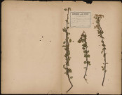 Cerasus Mahaleb (Mill Dict) Prunus Mahaleb (L.Sp.) Vulg. Bois de Sainte Lucie, plante prélevée à Saveuse (Somme, France), dans la garenne, 12 mai 1889