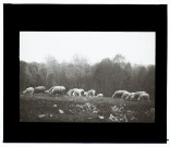 Moutons à Cottenchy - mai 1911