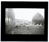 Moutons à Querrieux - octobre 1912