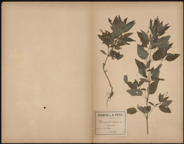 Mercurialis Annua - Mercuriale, plante prélevée à Amiens (Somme, France), à la Hotoie, 20 août 1888