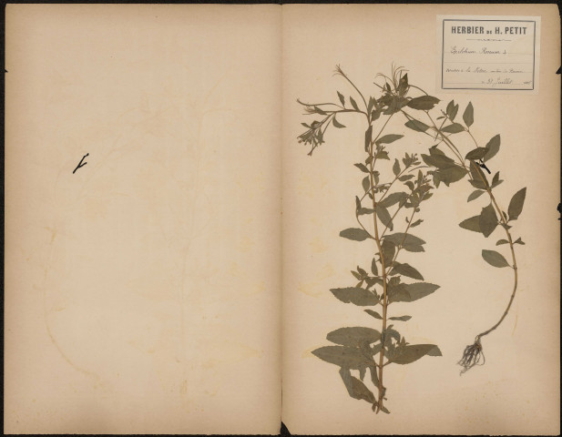 Epilobium Roseum, plante prélevée à Amiens (Somme, France), à la Hotoie autour du bassin, 31 juillet 1888