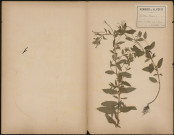 Epilobium Roseum, plante prélevée à Amiens (Somme, France), à la Hotoie autour du bassin, 31 juillet 1888