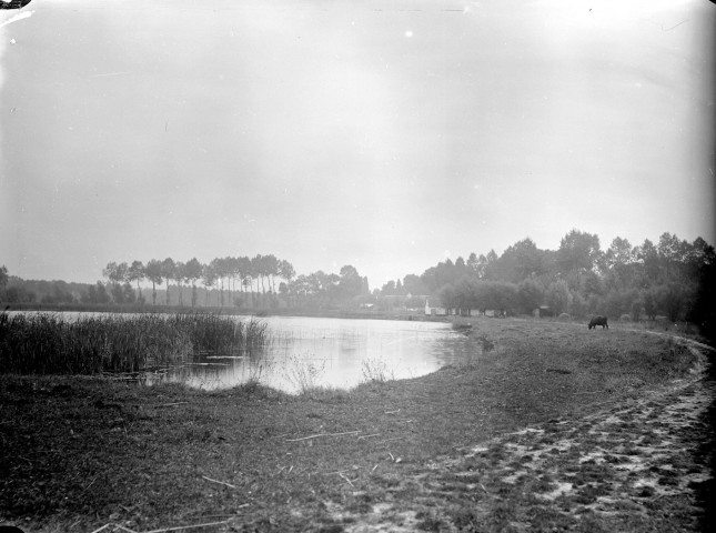 Paysage des bords de Somme. Vue d'un étang, 1899. Une vache