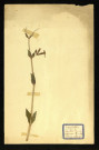 Saponaria officinalis L (Saponaire officinale), famille des Caryophyllacées, plante prélevée à Dromesnil (Chemin), 7 mai 1938