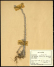Gnaphalium Germanium, famille des Composées, plante prélevée à Sorrus (Pas-de-Calais), zone de récolte non précisée, en juin 1969