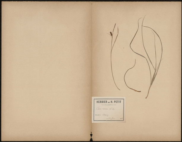 Carex Dioica, plante prélevée à Chauny (Aisne, France), n.c., 26 juin 1888