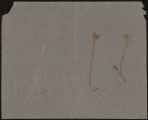 A identifier, plante prélevée à [Lieu inconnu], n.c., [1886-1889]