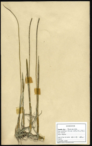 Juncus Obtusiflorus Ehrh, famille des Jonacées, plante prélevée à Boves (Somme, France), zone de récolte non précisée, en juin 1969