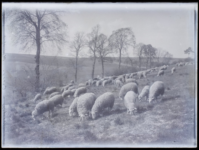 Moutons à Cagny mai 1910