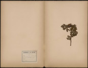 Rosa Arvensis variété Bibracteata (D.C.) R. Arv. Var. Umbellata (Coss et Germ), prélevée à [Lieu inconnu], vient de l'Herbier Hautecoeur, [1888-1889]