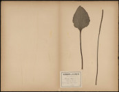 Plantago Major - Plantain des Oiseaux, plante prélevée à Cagny (Somme, France), sur la route d’Amiens, 6 août 1888
